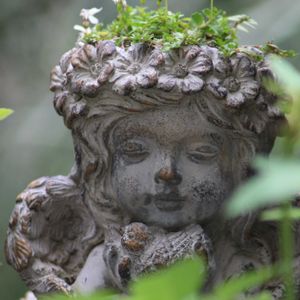 クラスペディア,ヒューケラ ドルチェ,プラティア,プラティア アングラータ,ヒューケラ メープルファッジの画像