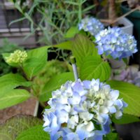 グリーンドラム,ブルーベリー,ホタルブクロ,マハラジャ,神刀の画像