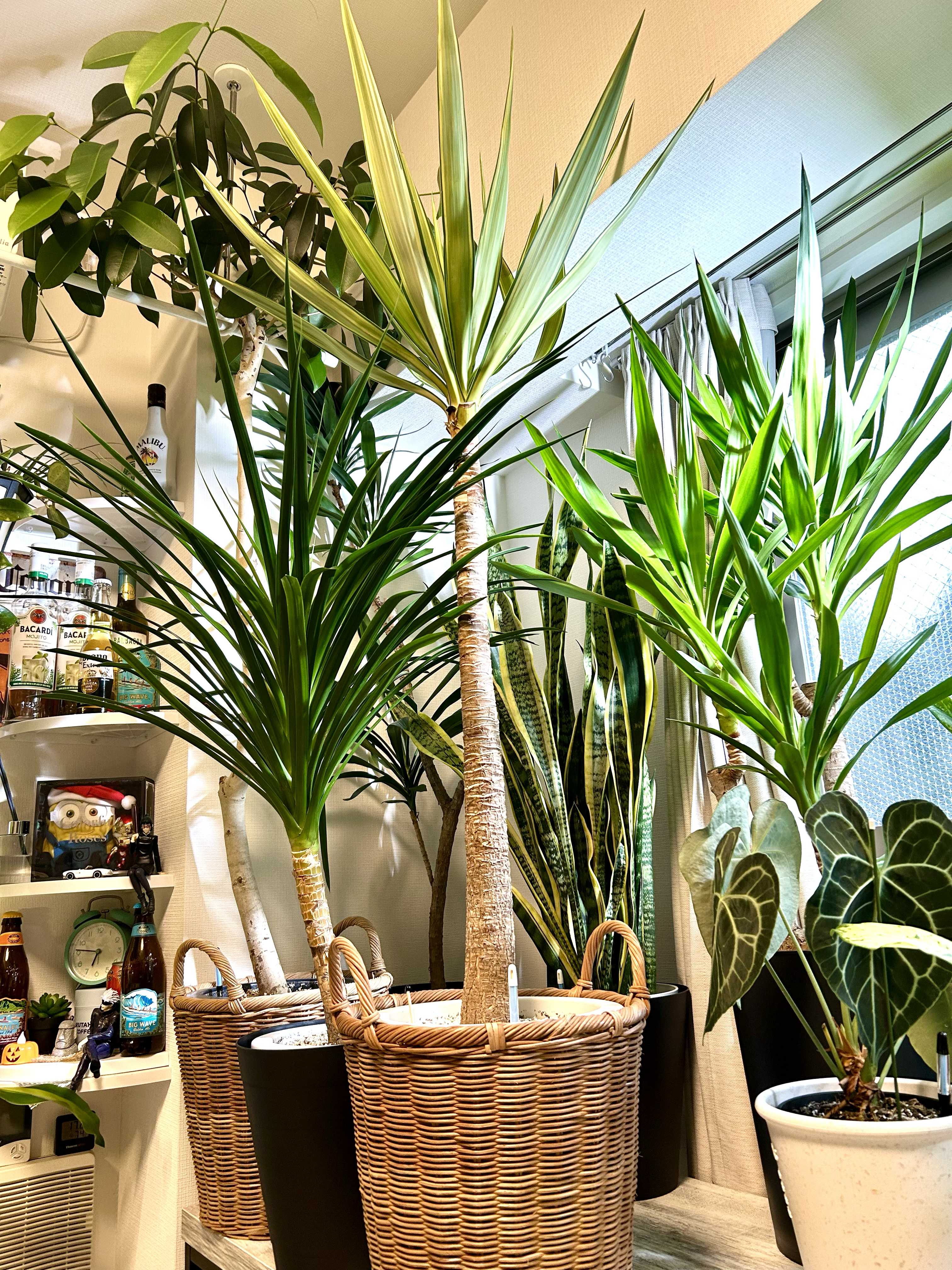 ドラセナの投稿画像 by ちょみさん｜ユッカと多肉植物と観葉植物と植物