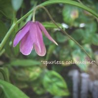 コレオプシス,風鈴おだまき,オタフクナンテン,花のある暮らし,葉っぱのある暮らしの画像