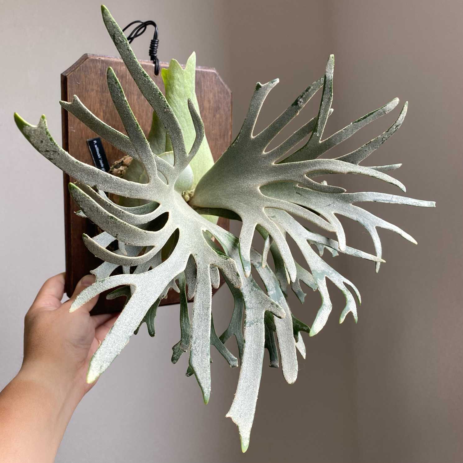 P. willinckii 'Jade Girl' spore 成長記録 2025.9.17