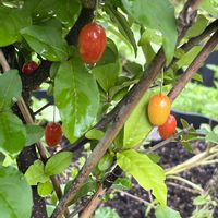 ビックリグミの画像