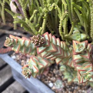 多肉植物,多肉植物のある暮らし,暮らしを楽しむ,花芽祭り,多肉の花芽の画像