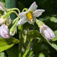 桔梗,ペピーノ,ペピーノ,桔梗(ききよう),小さな庭の画像