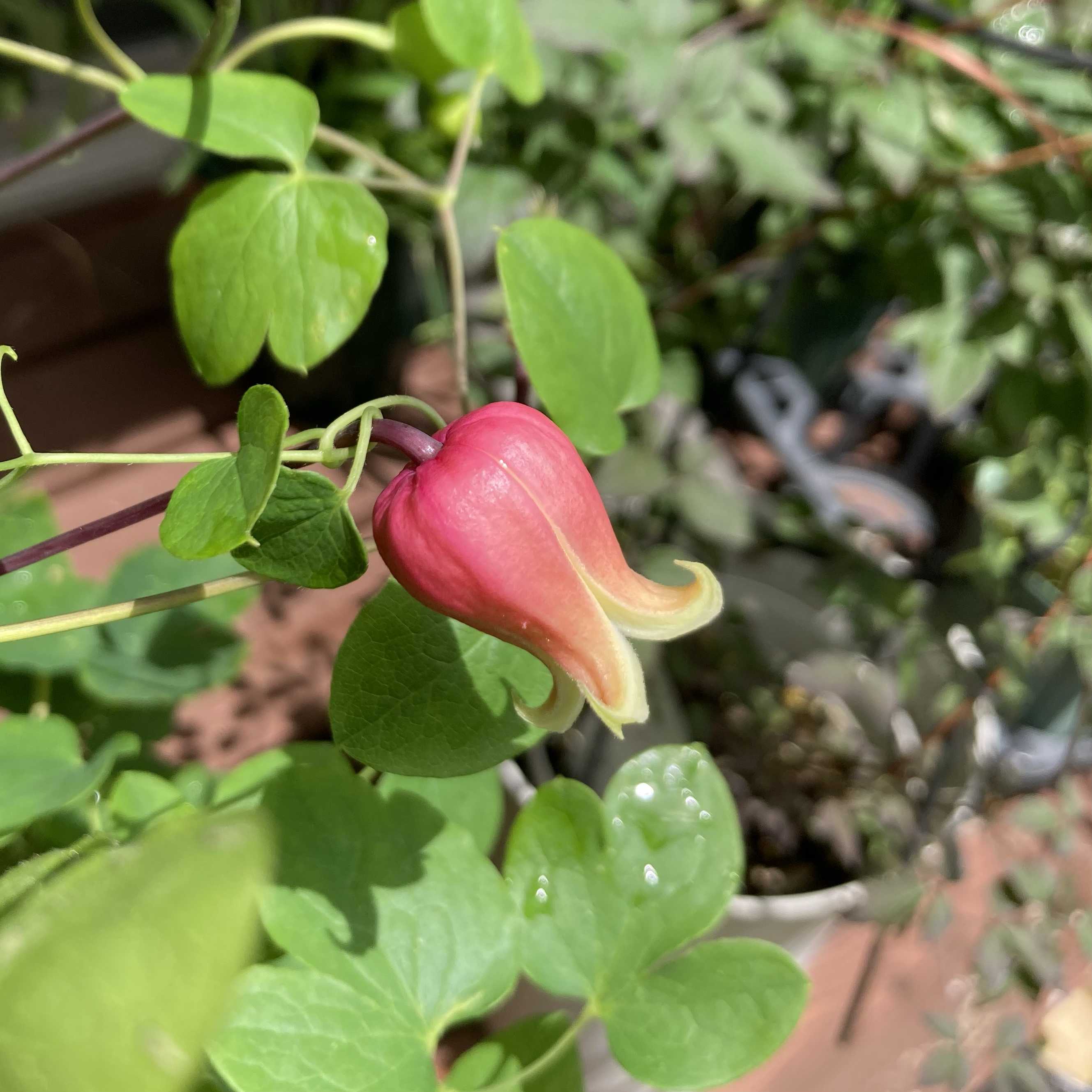 クレマチス マシュマロの一覧｜🍀GreenSnap（グリーンスナップ）