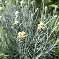 カレープラント,田舎暮らし,花のある暮らし,暮らしを楽しむ,花が好きの画像