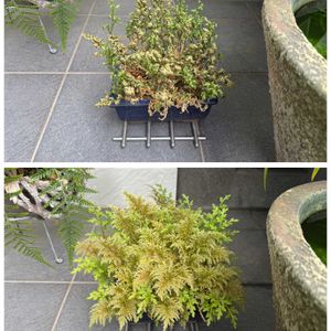 シダ,イヌカタヒバ,シダ植物,新芽,山野草の画像
