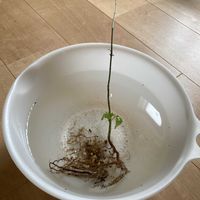 カエデ,カエデ,コゴミ,たらの芽,ウドの画像
