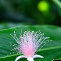 サガリバナ,ピンクの花,南国の花,いい匂い,夜に咲く花の画像