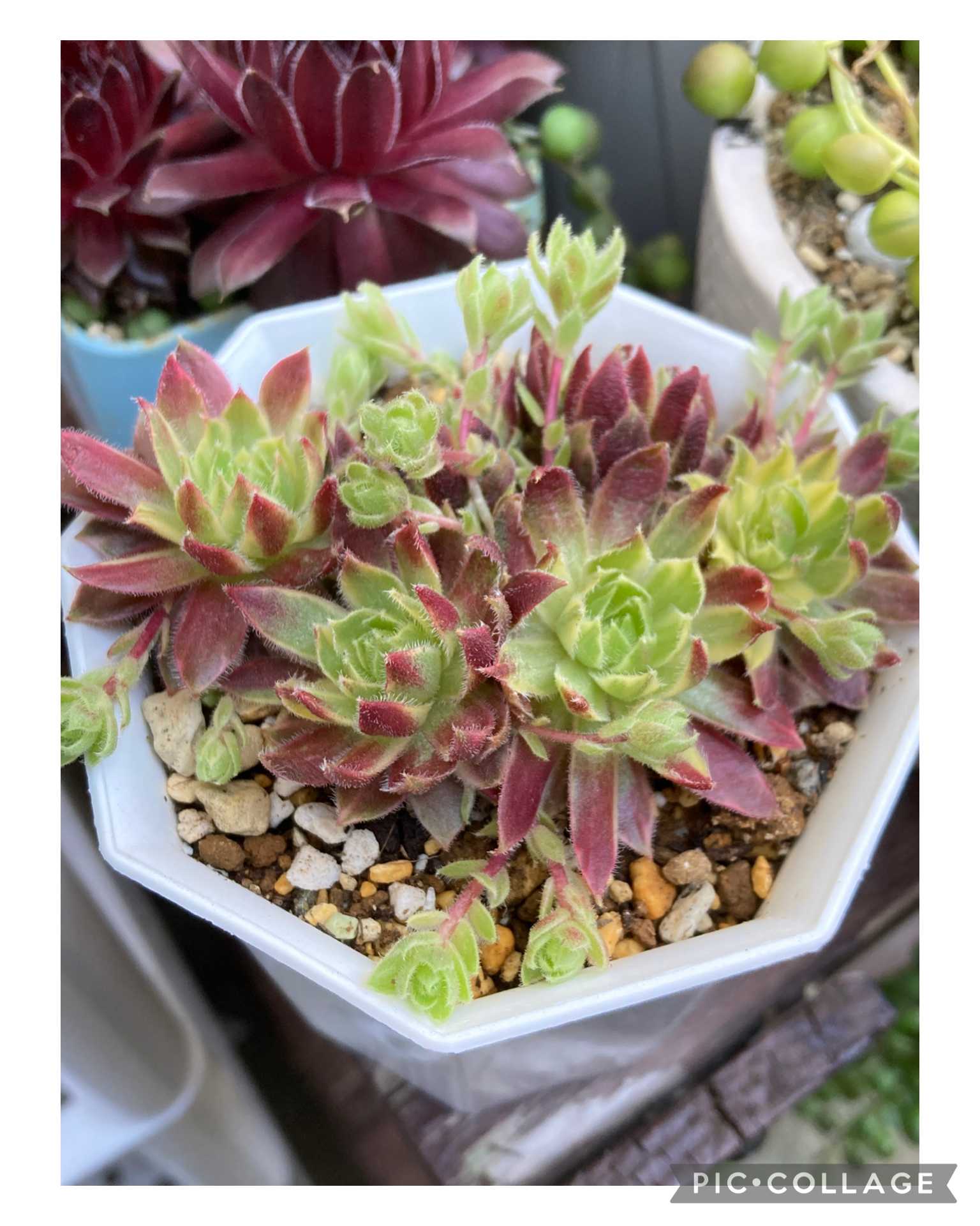 感謝を込めて。センペルビウム15(*´ω`*)Q Yahoo!オークション - センペルビウム 15種類 お名前付き 多肉植物