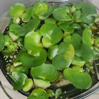 ホテイアオイの画像