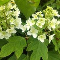 アスチルべ,カシワバアジサイ,花のある暮らし,植物のある暮らし,和風の庭の画像