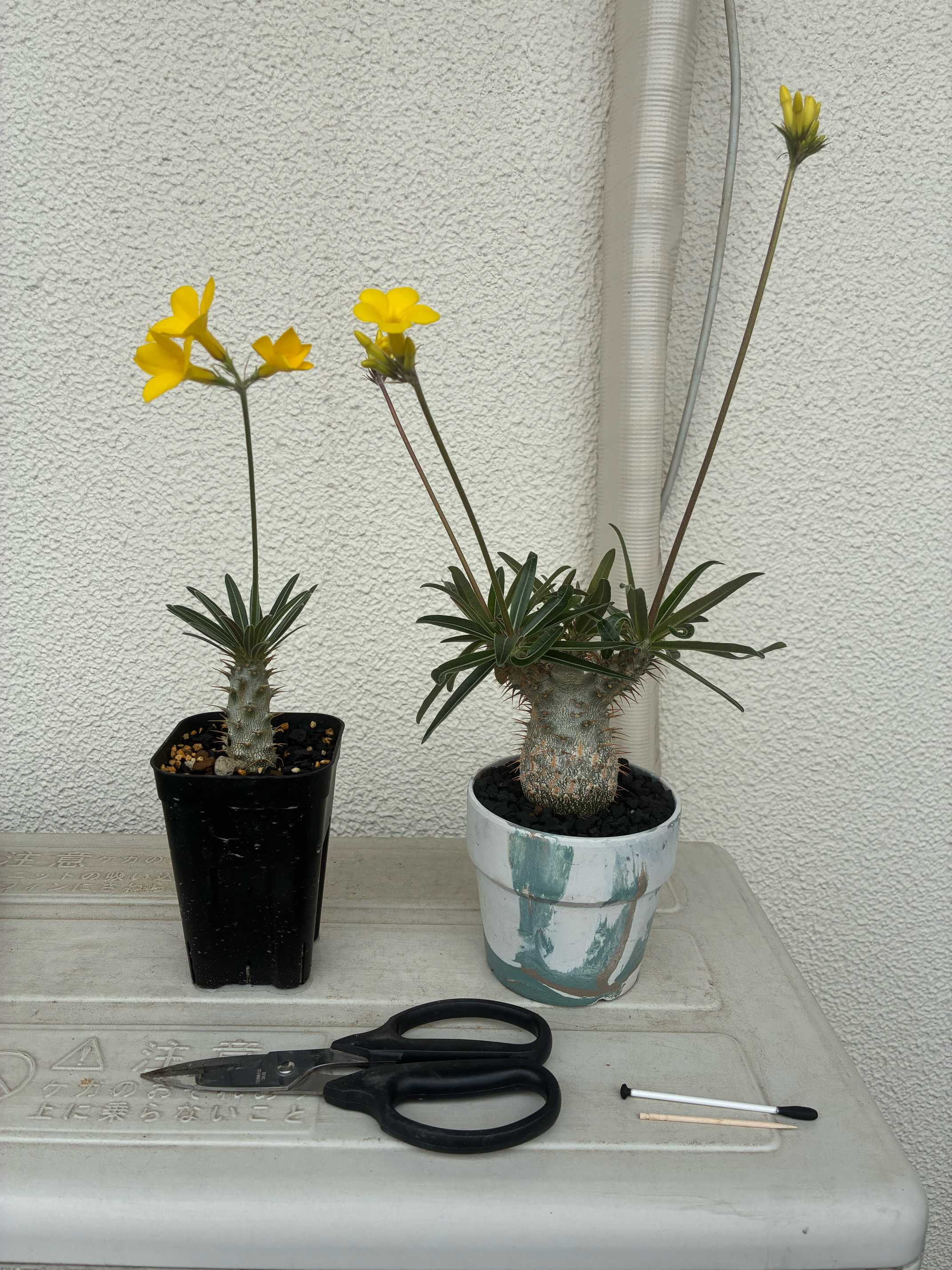 自家実生・開花球】パキポディウム グラキリス 自家実生・開花球