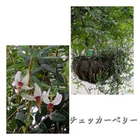 クランベリー,クランベリー,クレマチス,チェッカーベリー,クレマチステッセンの画像