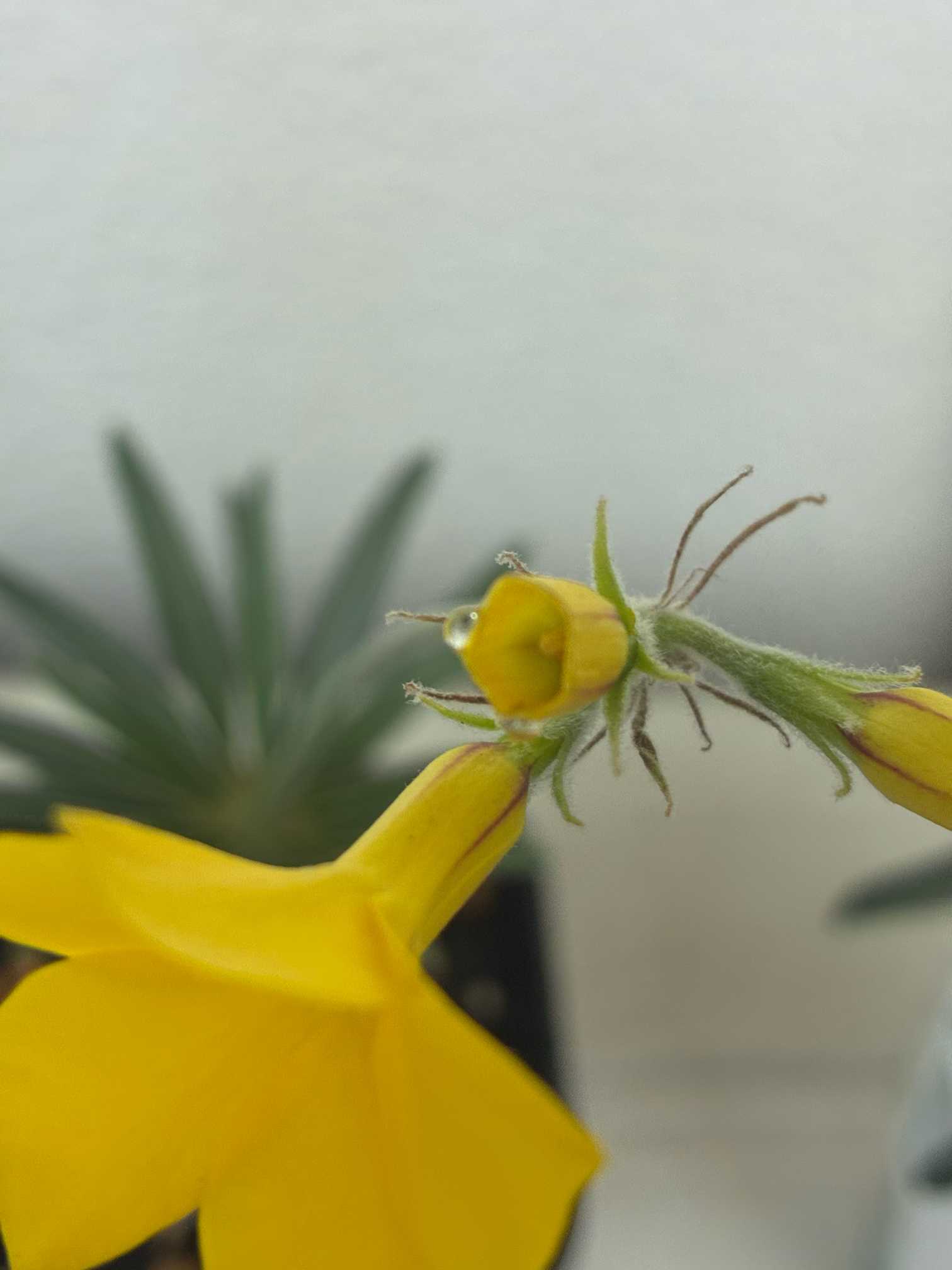 グラキリス 自家受粉に挑戦🐝｜🍀GreenSnap（グリーンスナップ）