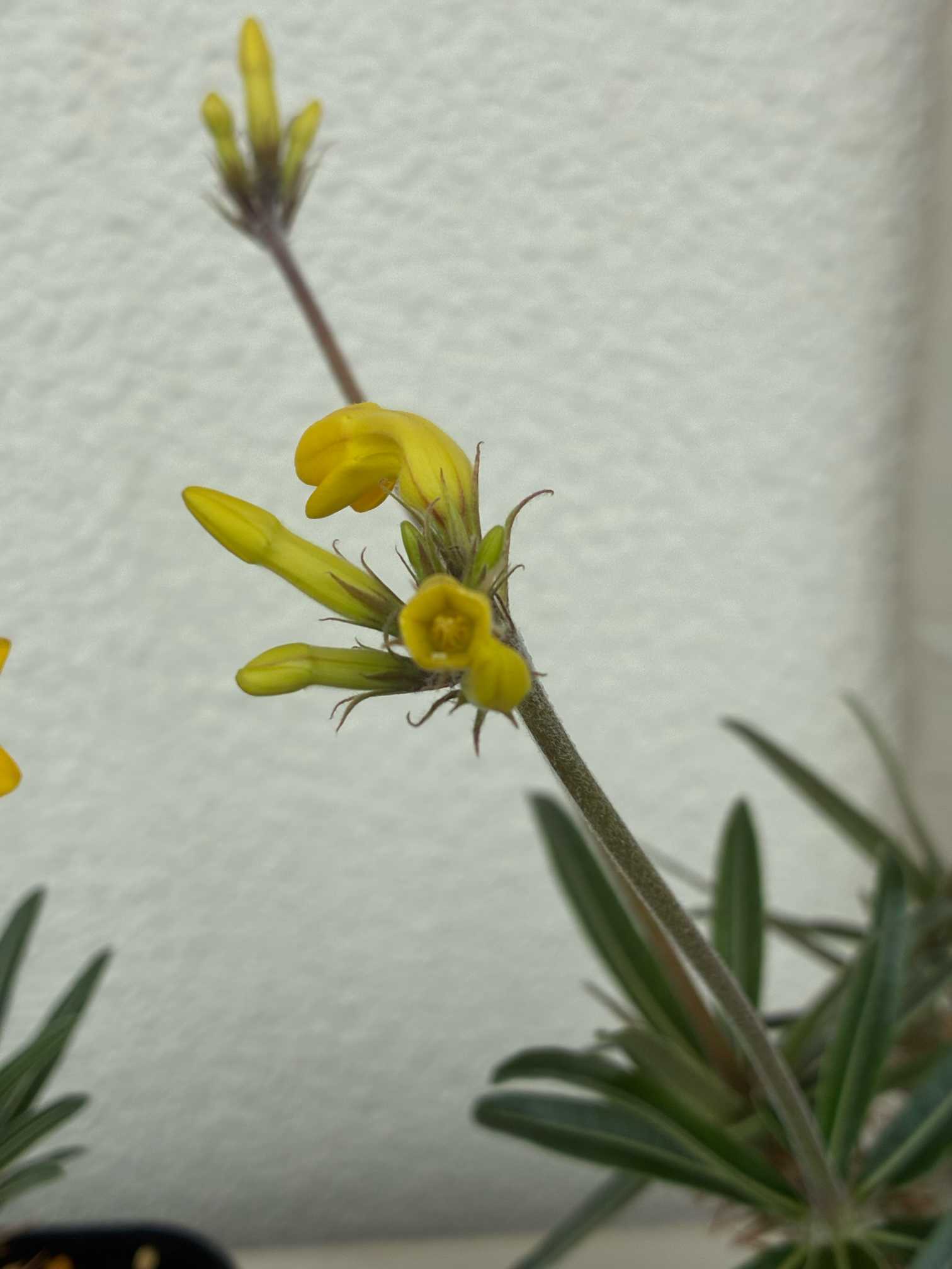 グラキリス 自家受粉に挑戦🐝｜🍀GreenSnap（グリーンスナップ）