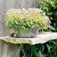 ウインクレリー,唐印,セダム属,マジョール,神奈川県の画像