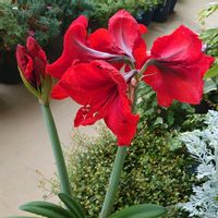 アマリリス,ヨウシュコバンノキ,ユーフォルビア 白雪姫,ベランダの画像