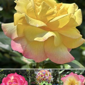 キンセンカ,チューリップ,バラ,ビタミンカラー,港の見える丘公園の画像