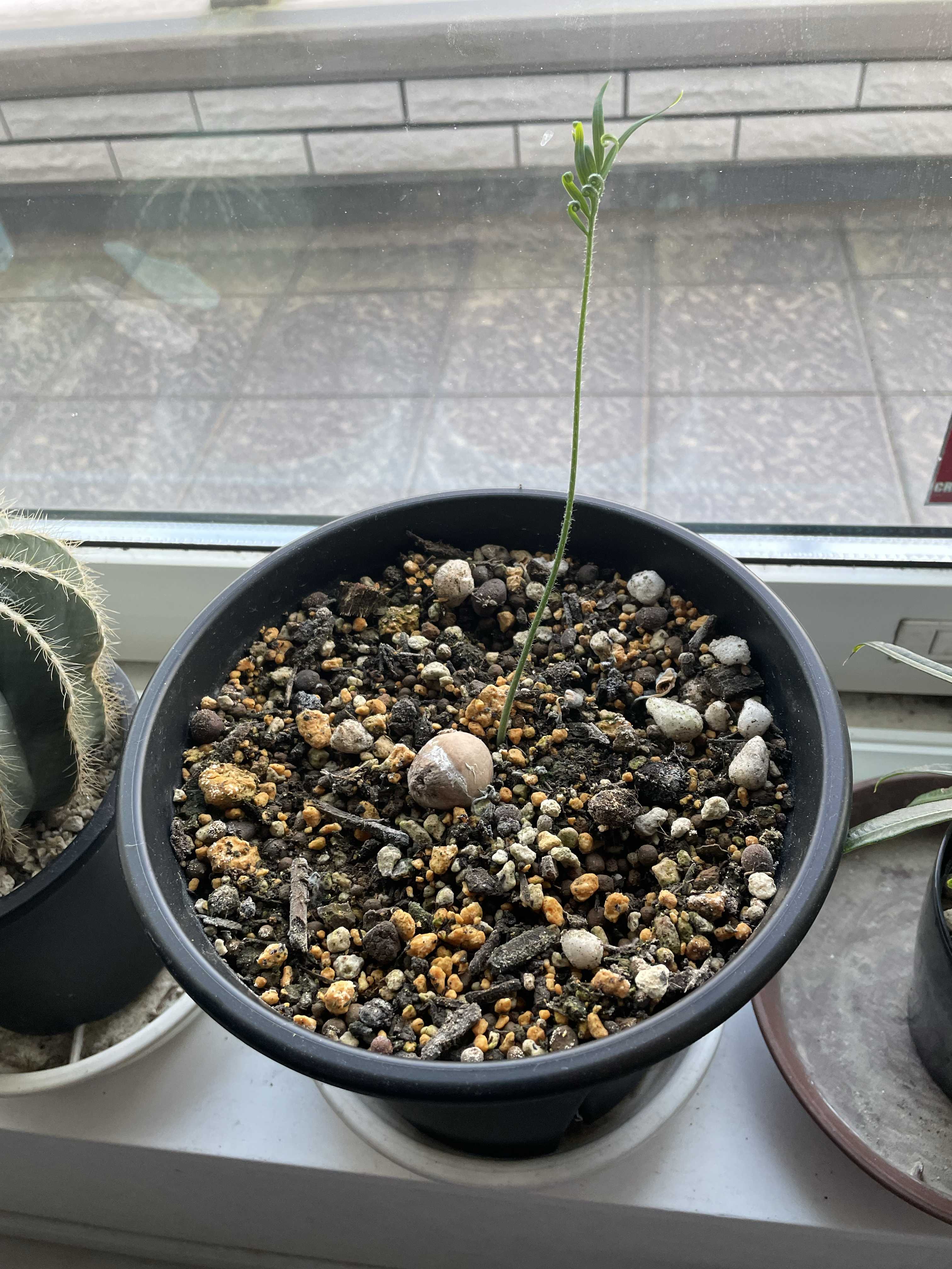 サイカス パンジファエンシスの一覧｜🍀GreenSnap（グリーン