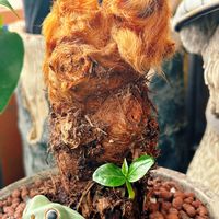 タカワラビ,ゴールデンチャウチャウ,キンモウコウ,LOVE GREEN,観葉植物のある暮らしの画像
