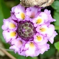 キングサリ,スイートピー,リッピア,多肉 桜吹雪,次男Kの画像