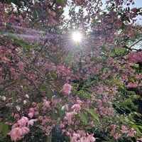 クリンソウ,クリンソウ,ハナカイドウ,ヤマトグサ,ヒメコウゾの画像