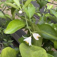 カボス,庭の画像