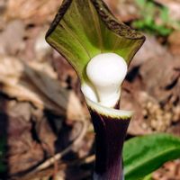 ムサシアブミ,ユキモチソウ,ナンゴクウラシマソウ,山野草,山散策の画像