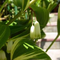 アイスプラント,斑入りアマドコロ,斑入りアマドコロ,アクレ アウレウム エレガンス,センペルビウム ピグマリオンの画像