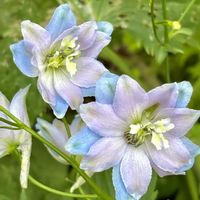 デルフィニウム,花のある暮らし,自宅にて,ciitaのエントランスガーデン,エントランスの画像