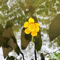 コウホネ,コウホネ,黄色い花,リフレクション,平安神宮神苑の画像