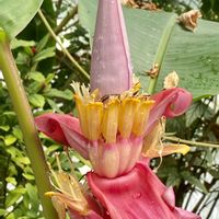 サンゴバナ,ツンベルギア,バナナ,ベゴニア,メディニラマグニフィカ♡の画像