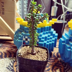 ナマクエンシス,ケラリア ナマクエンシス,ケラリア ナマクエンシス,塊根植物,植物育成ライトの画像