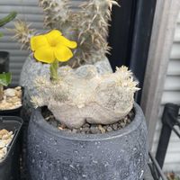 恵比寿笑い,パキポディウム ブレビカウレ,開花,パキポディウム属,現地球の画像