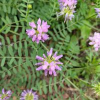 レンゲソウの画像