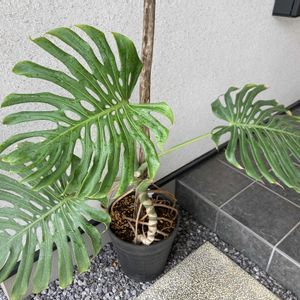 モンステラ,流木,ダイソー産,流木支柱,10年目の画像