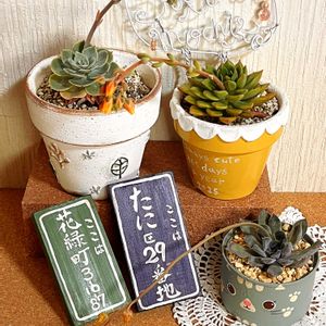 七福神,七福神,エメラルドリップ,エメラルドリップ,七福神の花の画像