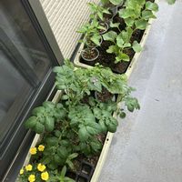 イタリアンパセリ,ジニア,とうがらし,ナス,ナスの画像