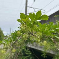 ウコギの画像