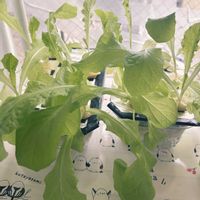 サラダ菜,サラダ菜,サラダ菜,種から,野菜 水耕栽培の画像