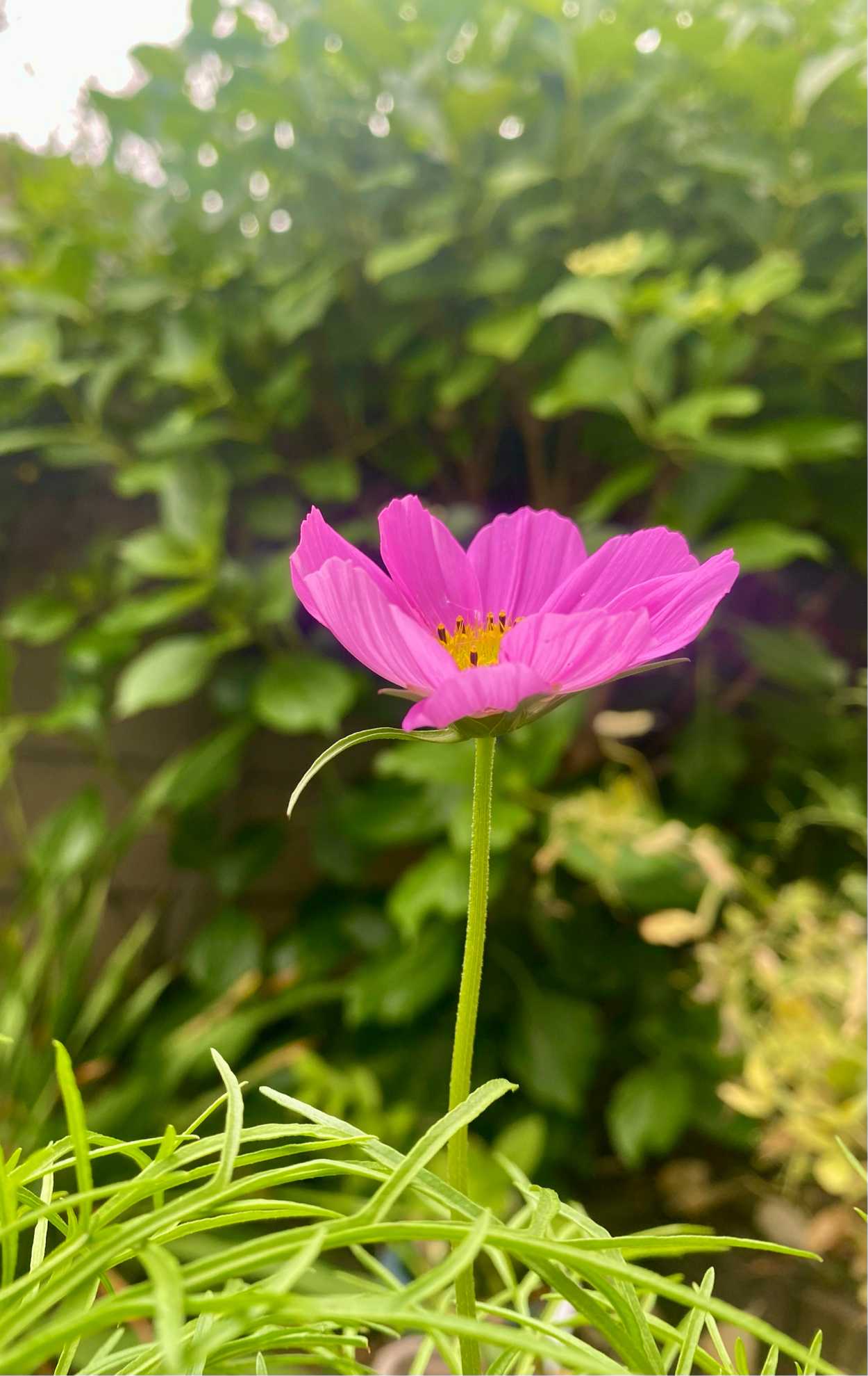 コスモス様 リクエスト 2点 まとめ商品 コスモス様 リクエスト 2点