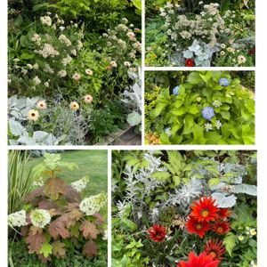 ガザニア,ライスフラワー,カシワバ アジサイ,屋上庭園,今日のお出かけ先の画像