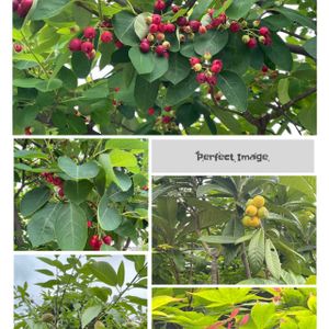 ビワ,モミジ,不明？,ジューンベリーの実,屋上庭園の画像