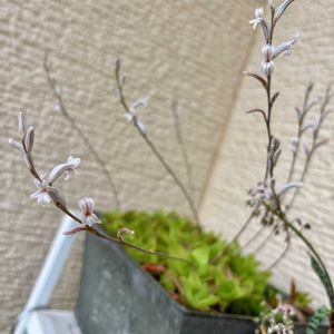 ハオルチア,多肉植物,多肉花芽,ニョロン(26日)の日,小さな庭の画像