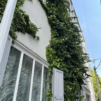 アイビー,まほろば,ツタ(蔦),安治川,福島区界隈の画像