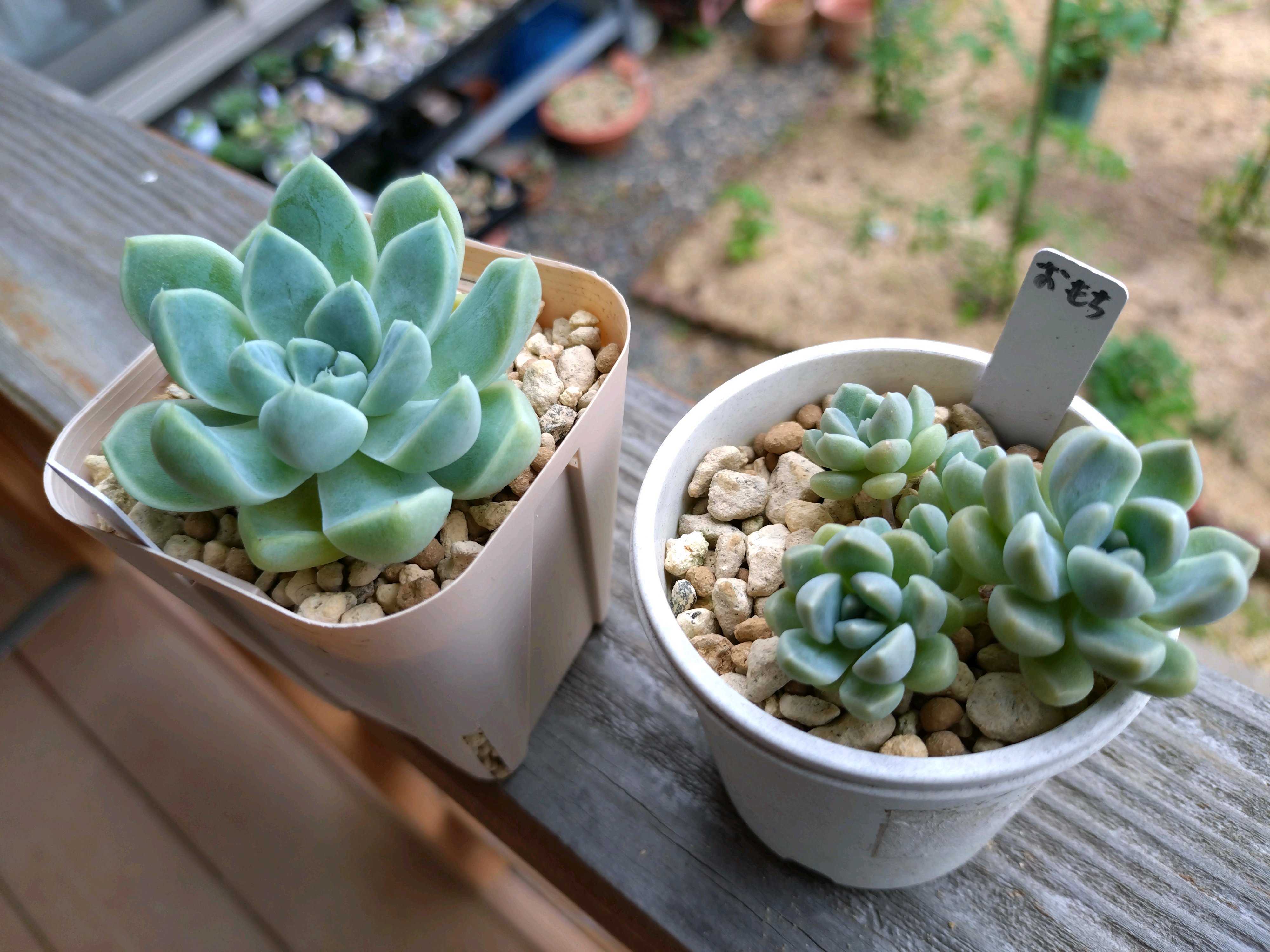 ケッセルリンギアナの一覧｜🍀GreenSnap（グリーンスナップ）