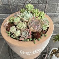 寄せ植え,かわいい,ガーデニング,多肉箱庭,きれいの画像