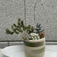 千代田の松,千代田の松,舞乙女,舞乙女,銀てまりの画像