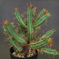 紅彩閣,ユーフォルビア属,Euphorbia enopla,GS男子,俺は男だ！の画像